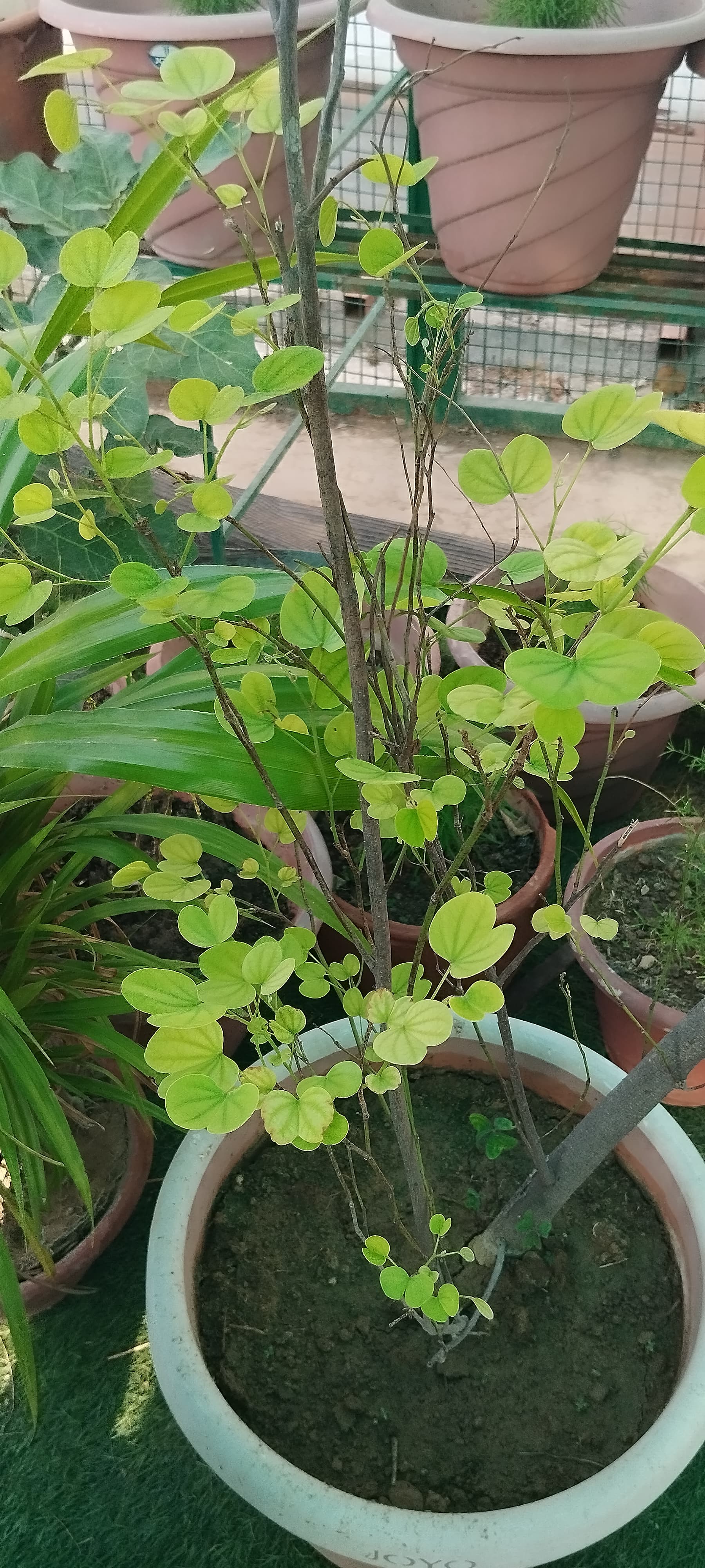 Chinese Money Plant